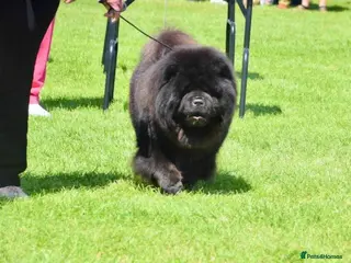 Chow Chow dogs kc reg..proven..carries blue and chocolate in Wingate - Advert 3