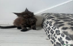 Maine Coon cats for sale: Maincoon kittens  - Image 5