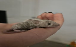 Mouse rodents for sale: 3 girls and 5 boys - Image 8