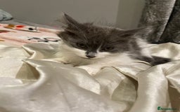 Mixed Breed cats for sale: 2 cat litter ( mixed breed) - Image 3