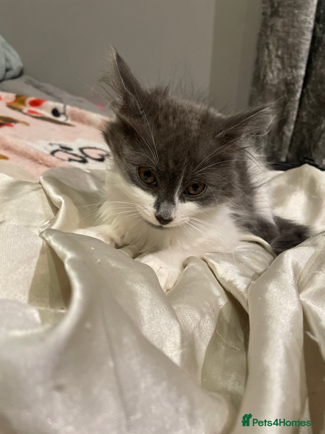 Mixed Breed cats for sale: 2 cat litter ( mixed breed) - Image 3