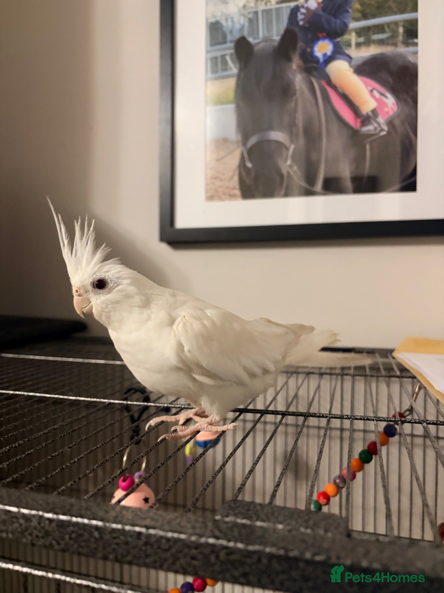Cockatiels birds 2 year old pure albino cockatiel female  - Advert 16