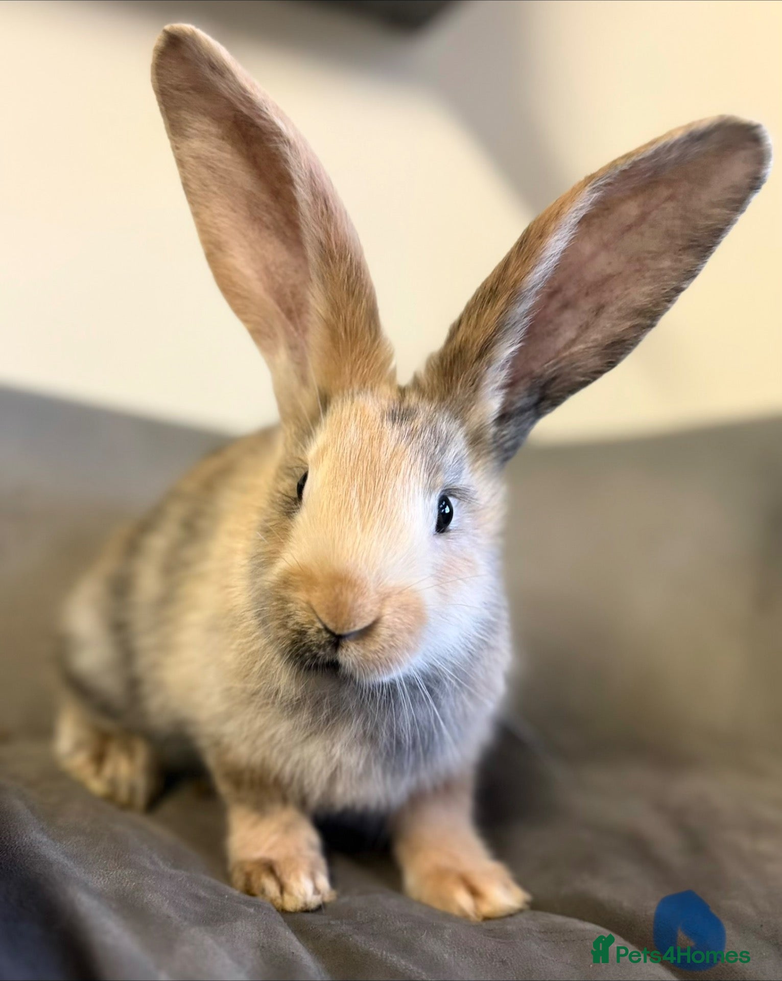Continental Giant rabbits Pure Bred Continental Giants  - Advert 1