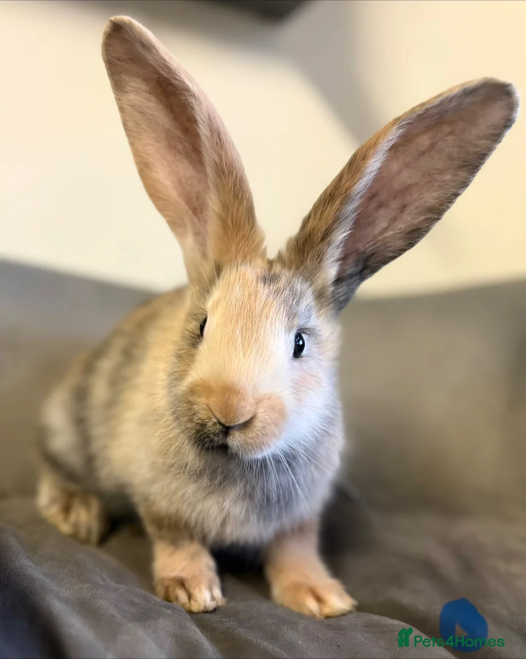 Continental Giant rabbits for sale: Pure Bred Continental Giants  - Advert 1