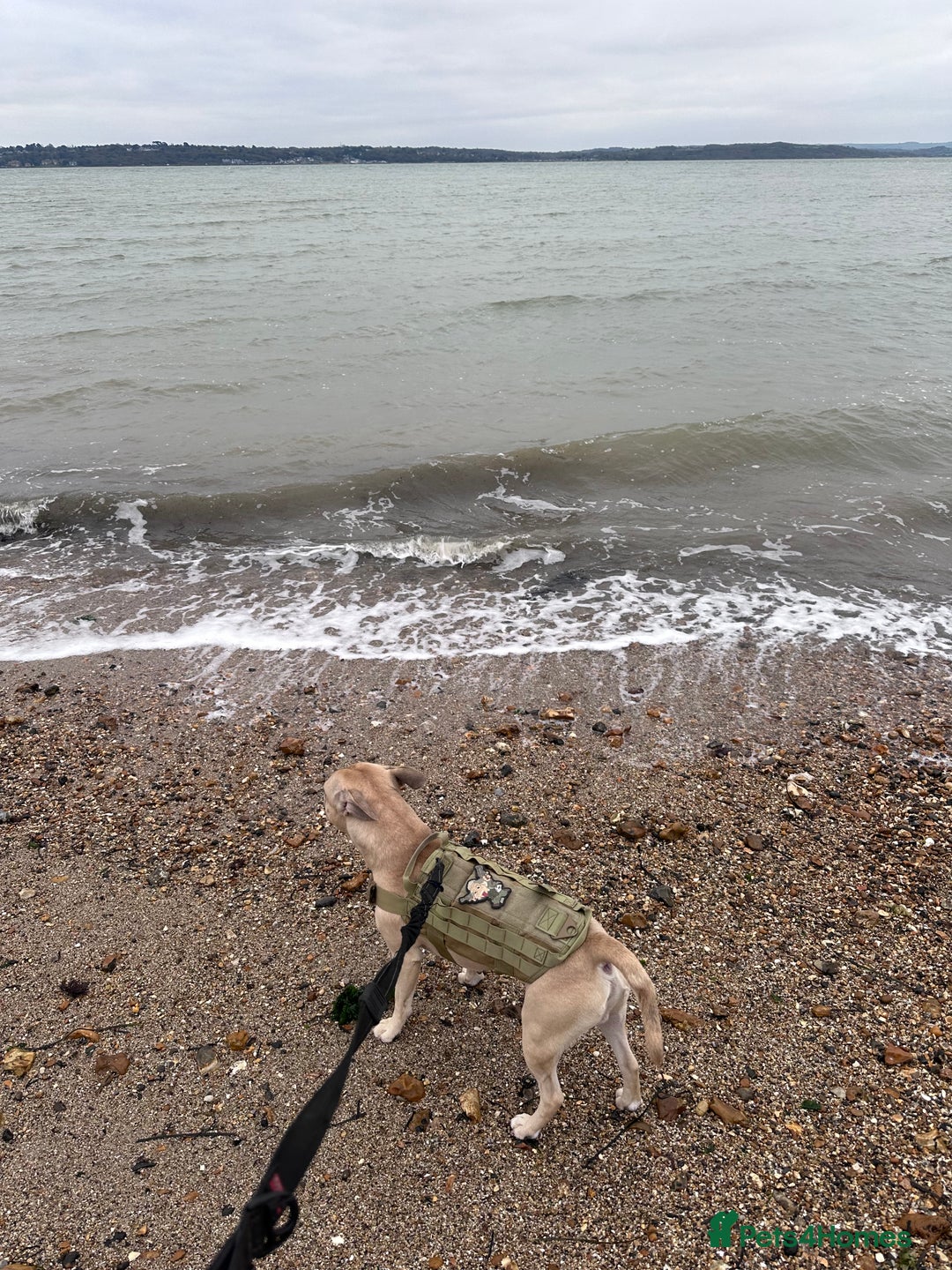 Mixed Breed dogs for sale: Staff x frenchie  - Advert 9