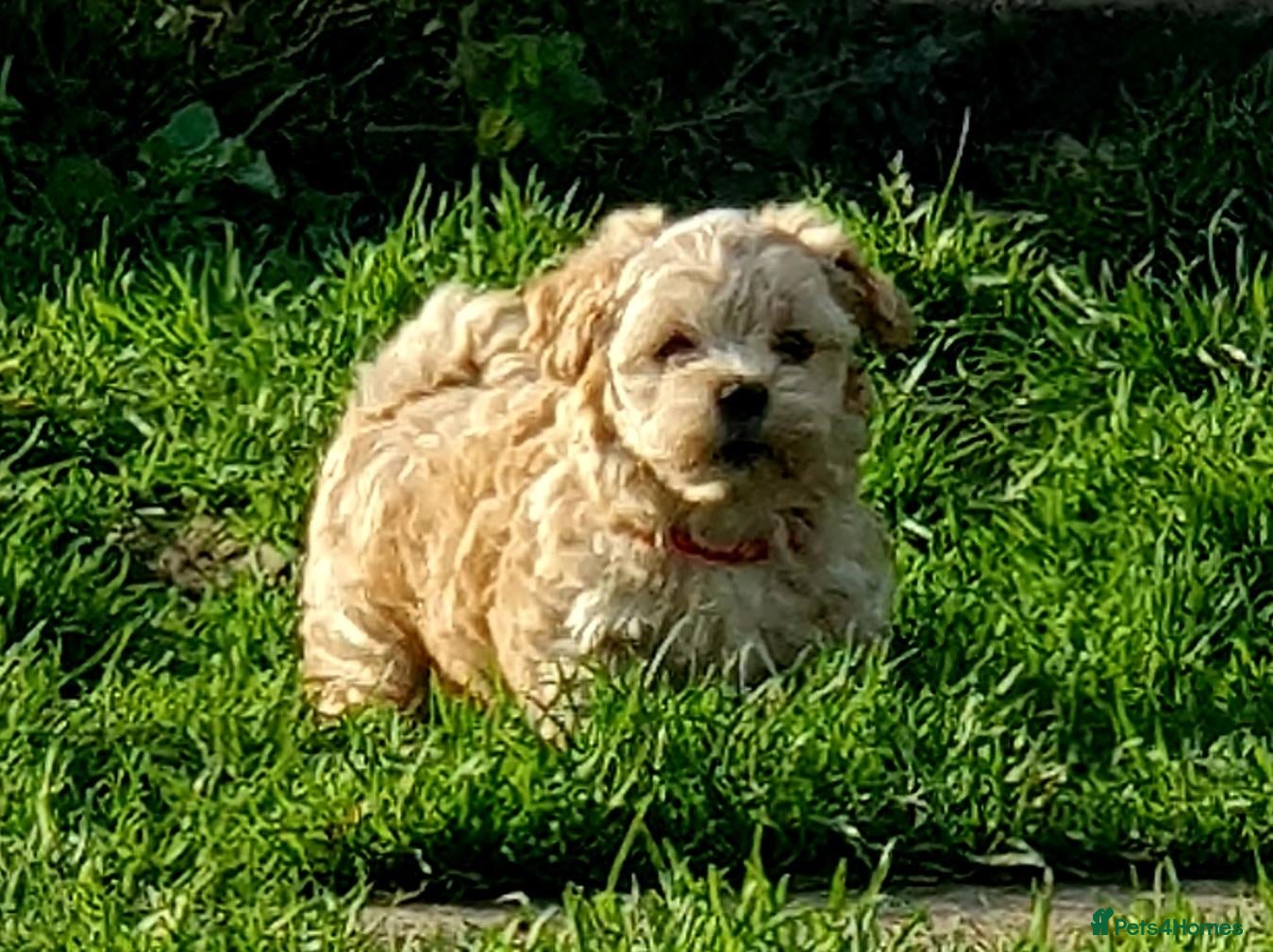 Maltipoo dogs for sale: Korean mulitpoo - Advert 1
