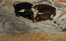 Mixed Breed dogs for sale: Last chocolate chiweenie girl - Image 10