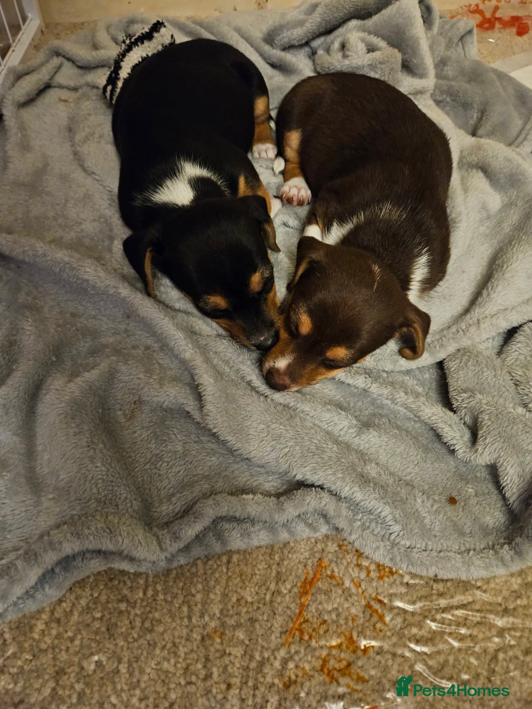 Mixed Breed dogs for sale: Last chocolate chiweenie girl - Image 10
