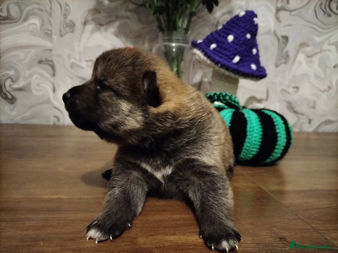 Japanese Shiba Inu dogs for sale: Well bred Japanese shiba inu puppies  - Image 15