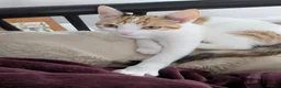 Domestic Shorthair cats for sale: 5.5 Month Old Female Kitten - Juno  in York - Advert 6