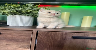 British Shorthair cats - Advert 8