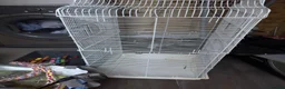 Cockatiels birds for sale: 15 month old male cockatiel - Advert 7