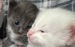 Ragdoll cats for sale: Stunning Ragdoll kittens super affectionate  - Image 7