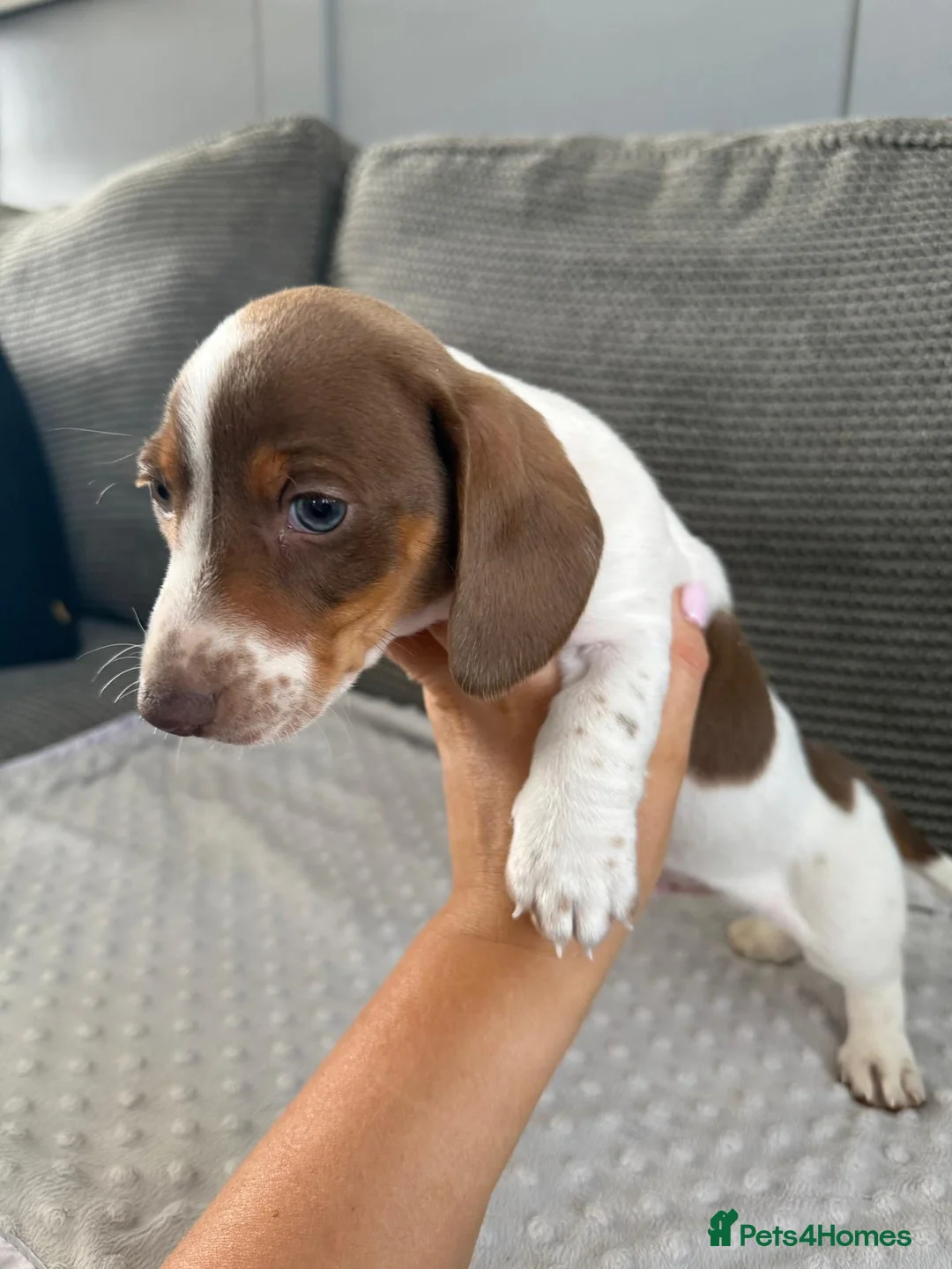 Miniature Dachshund dogs for sale: Ready to leave, pied miniature dachshunds - Advert 10
