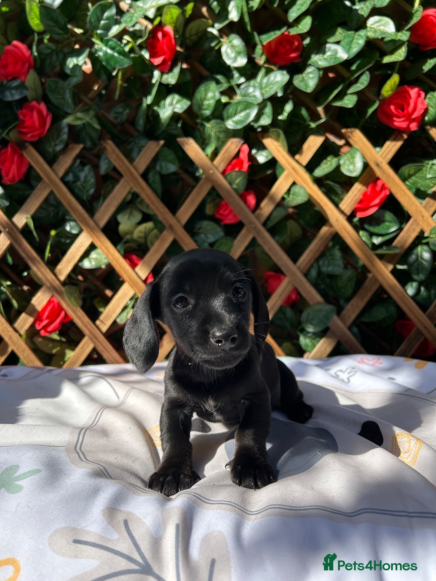 Dachshund dogs LAST GIRL READY NOW KC REG HEALTH TESTED - Advert 5
