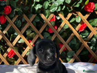 Dachshund dogs LAST GIRL READY NOW KC REG HEALTH TESTED - Advert 5