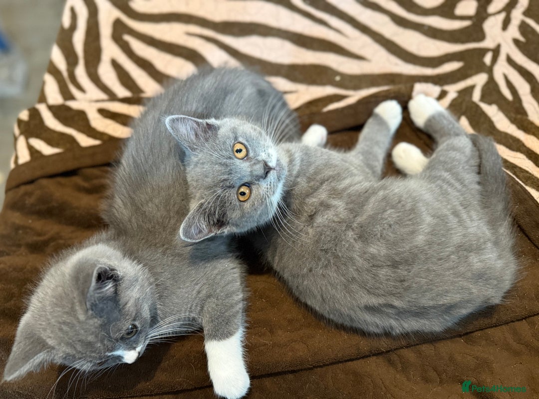 British Shorthair cats for sale: British shorthair kittens  - Image 6