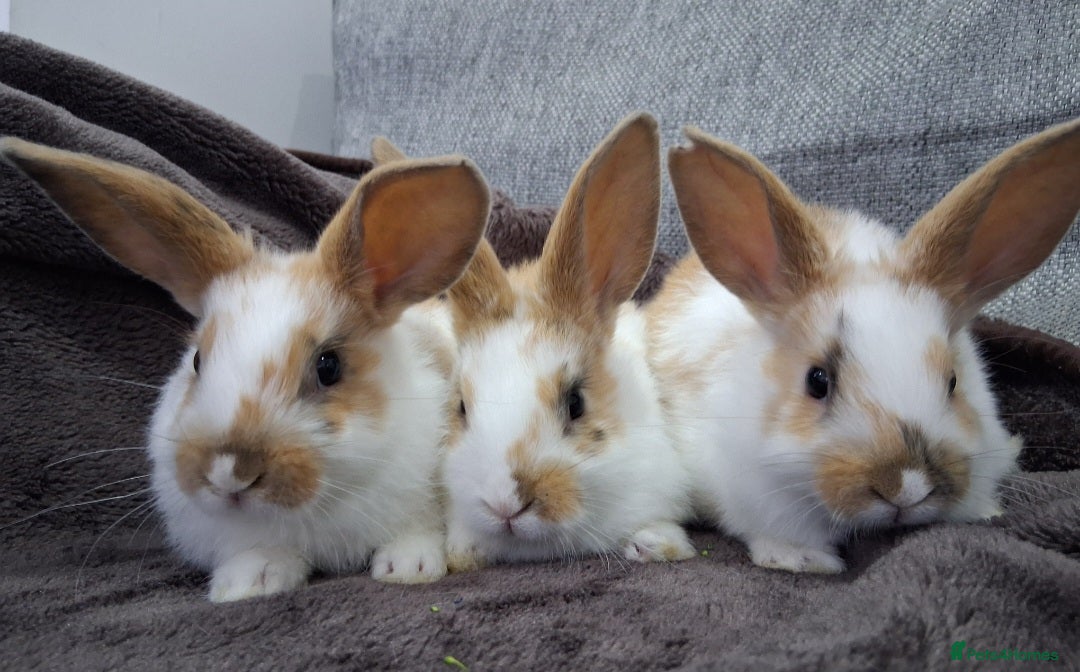 English Lop rabbits for sale:  lop bunnies for sale.  in Loughborough - Image 9