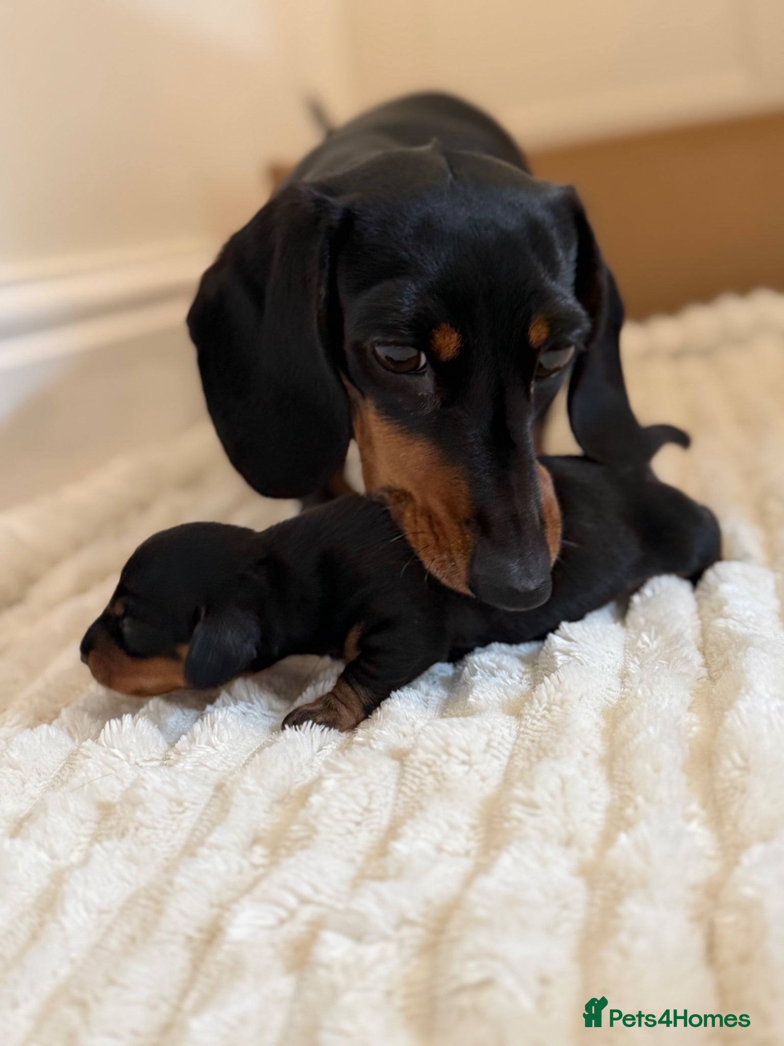 Miniature Dachshund dogs Black & tan miniature dachshund  - Advert 15