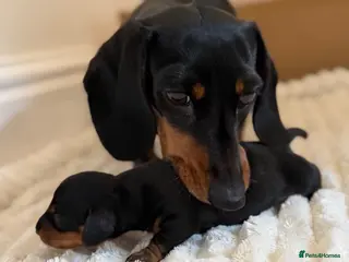Miniature Dachshund dogs Black & tan miniature dachshund - Advert 15