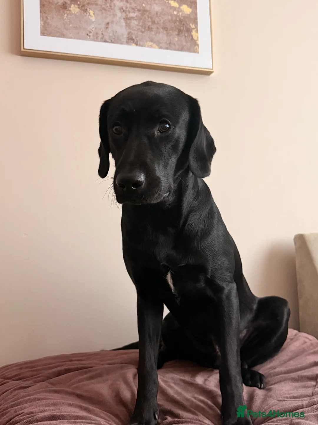 Labradoodle dogs for sale: Nero the Labradoodle  - Advert 5