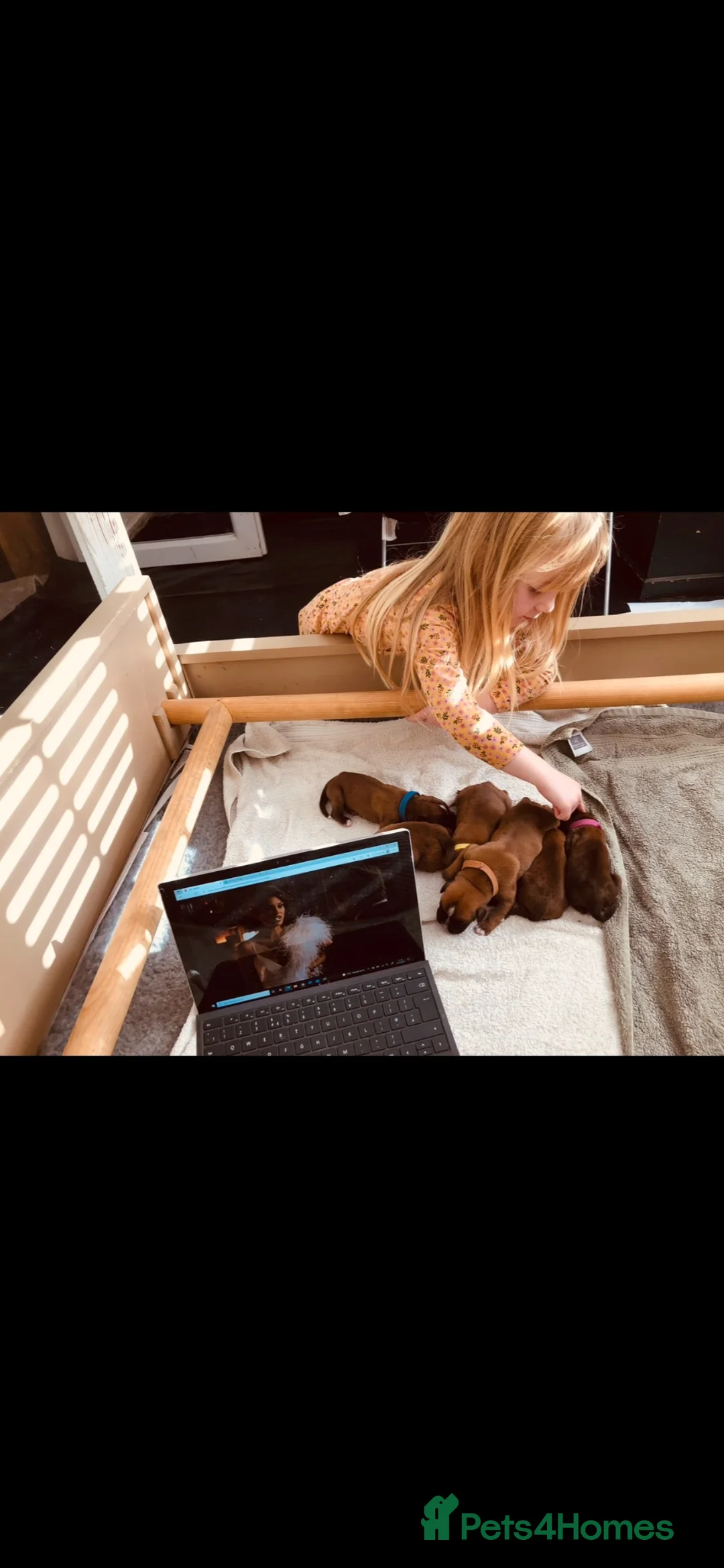 Boxer dogs for sale: Beautiful KC boxer puppies  in Colchester - Advert 18