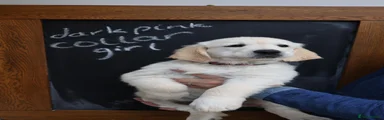 Golden Retriever 9