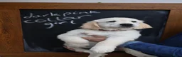 Golden Retriever dogs for sale: Amazing Golden Retriever Puppies - Advert 7