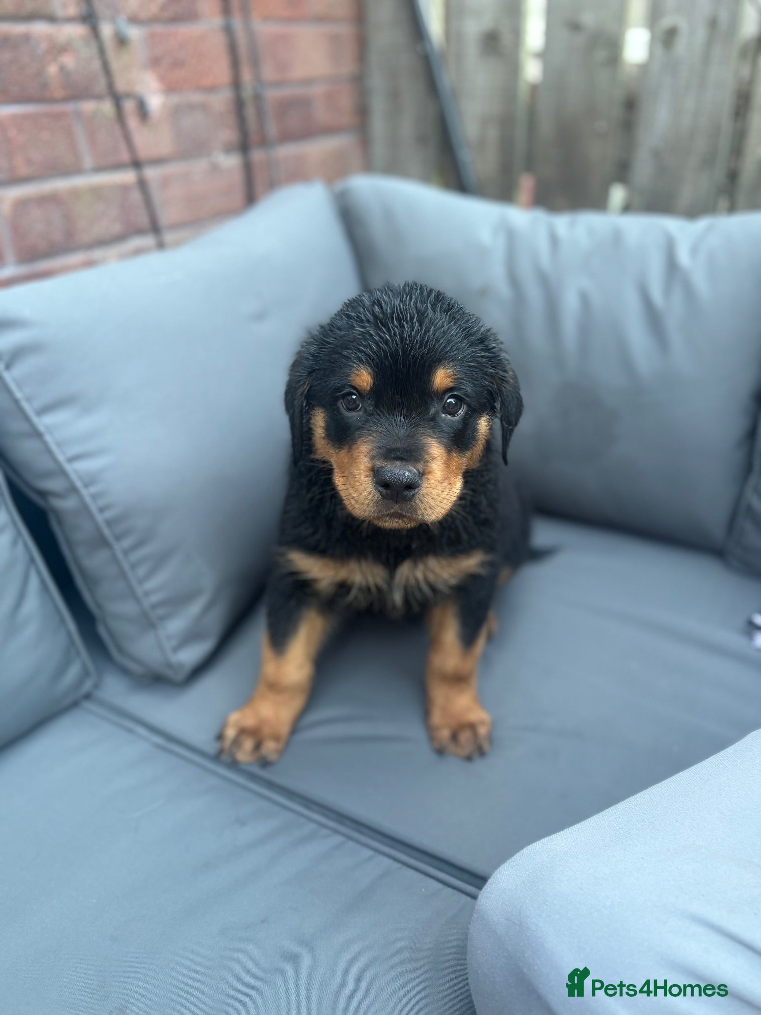 Rottweiler dogs Rottweiler puppies - Advert 15