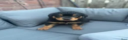 Rottweiler dogs for sale: Rottweiler puppies - Advert 2