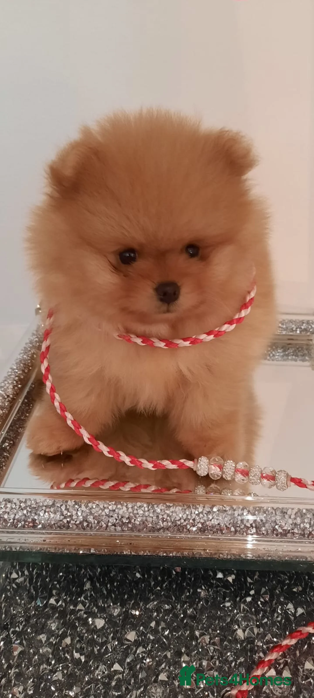 Pomeranian dogs for stud: STUNNING FENDI OPEN AT STUD 🏆CHAMPION SIRED🏆 in Grays - Advert 2