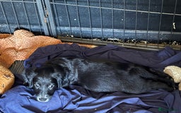 Cocker Spaniel dogs for sale: cockerspaniels  - Image 2