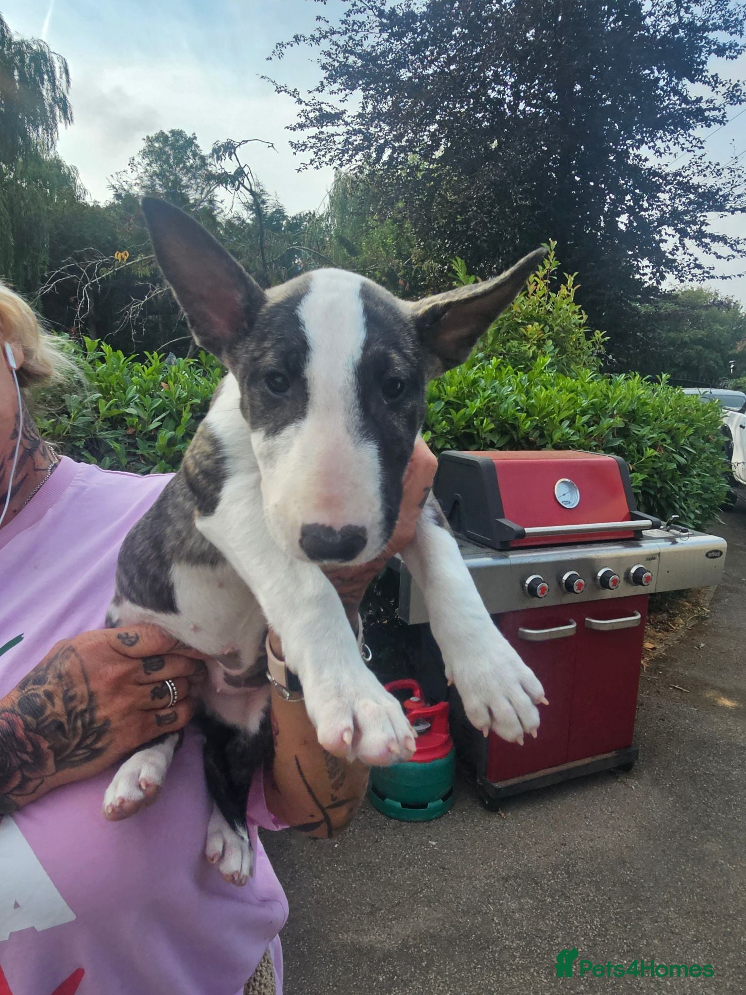 English Bull Terrier dogs English bullterrier pups for sale - Advert 1