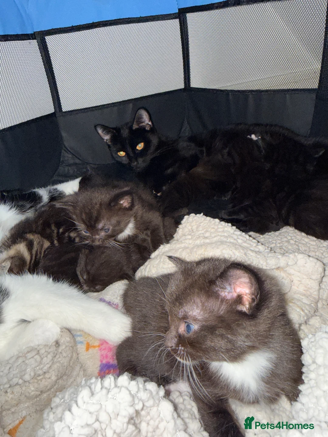 Mixed Breed cats for sale: 10 gorgeous mixed kittens  - Advert 9