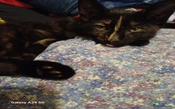 Mixed Breed cats for sale: 4 stunning kittens looking for their forever home. - Image 13