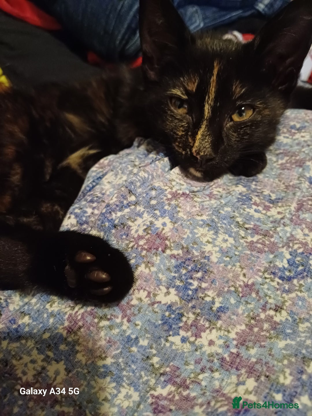 Mixed Breed cats for sale: 4 stunning kittens looking for their forever home. - Image 13