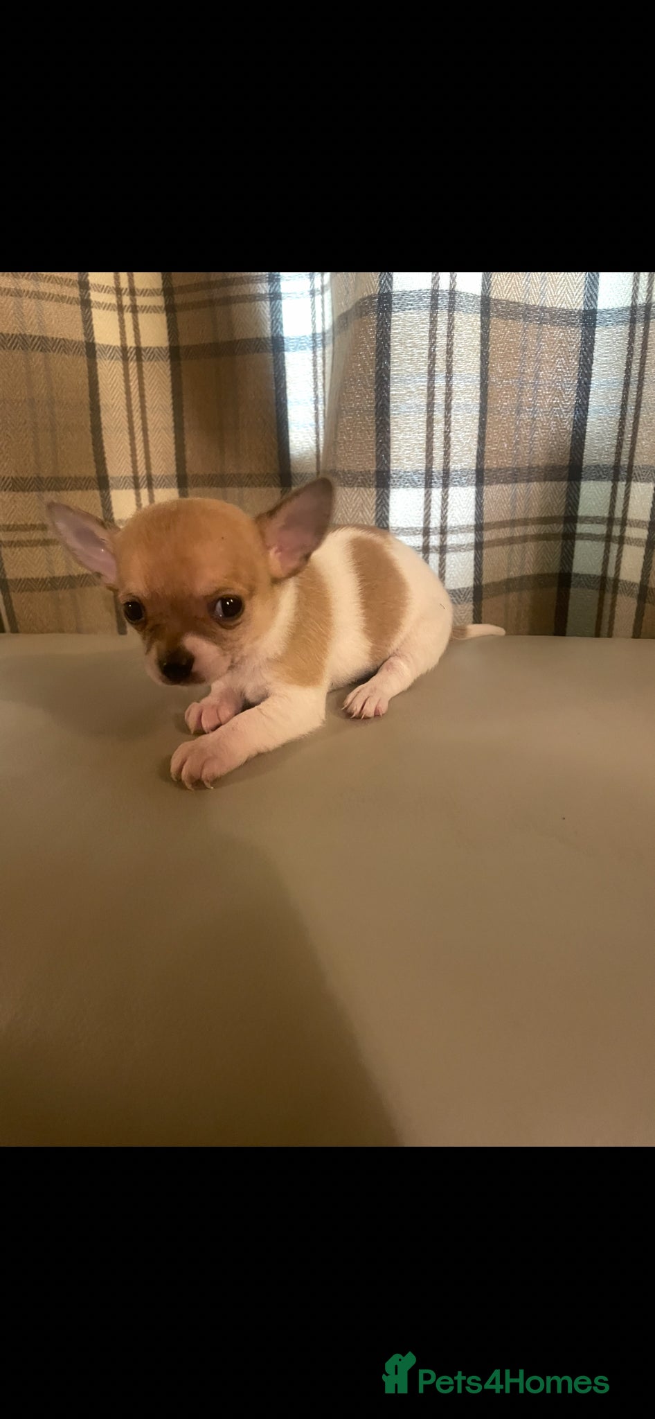 Chorkie dogs Chorkie Puppies - Advert 1