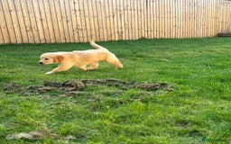 Golden Retriever dogs for sale: Teddy Bear Goldies - Image 16