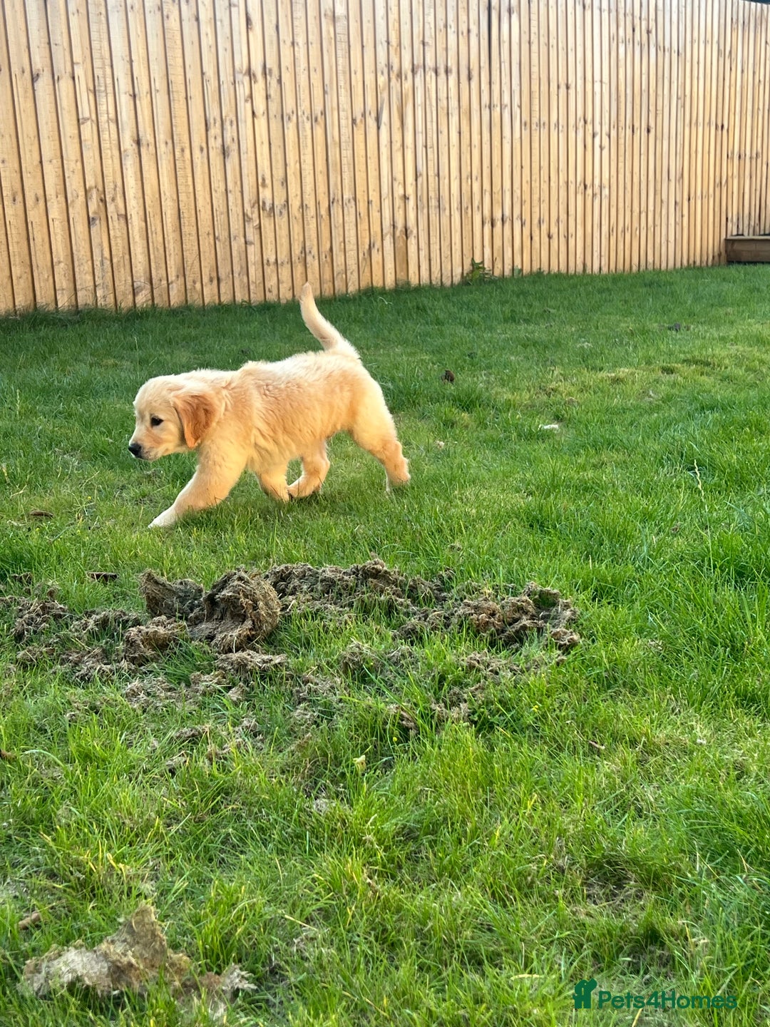 Golden Retriever dogs for sale: Teddy Bear Goldies - Image 16