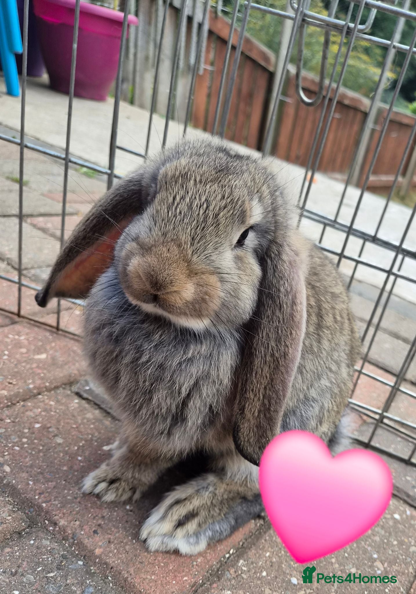 French Lop rabbits 7 beautiful show quality french lops left  - Advert 2