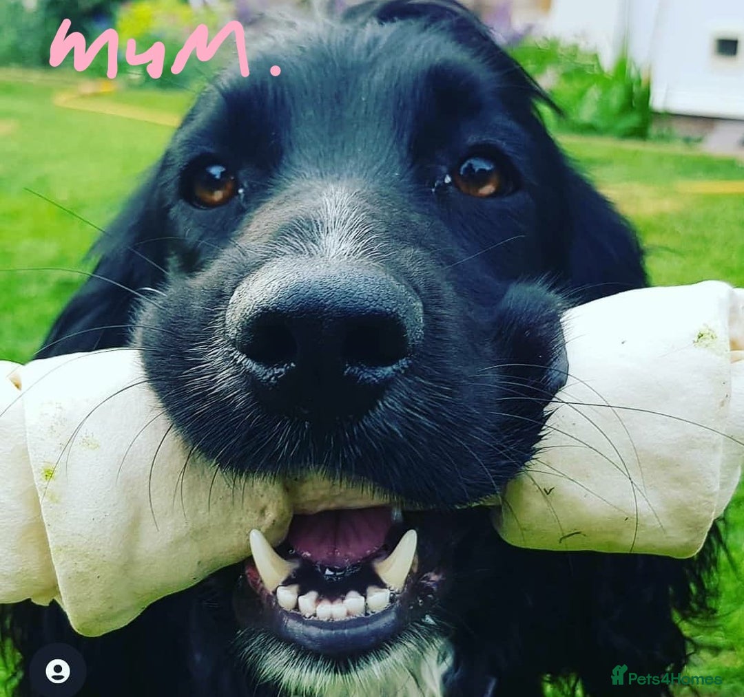 Cocker Spaniel dogs for sale: Stunning Cocker Spaniel Pups from Working Heritage - Image 4