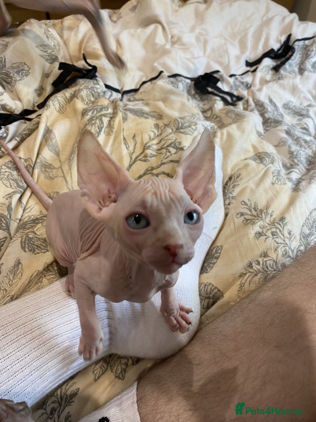 Sphynx cats for sale: 4 Sphynx Kittens ready soon! - Image 8