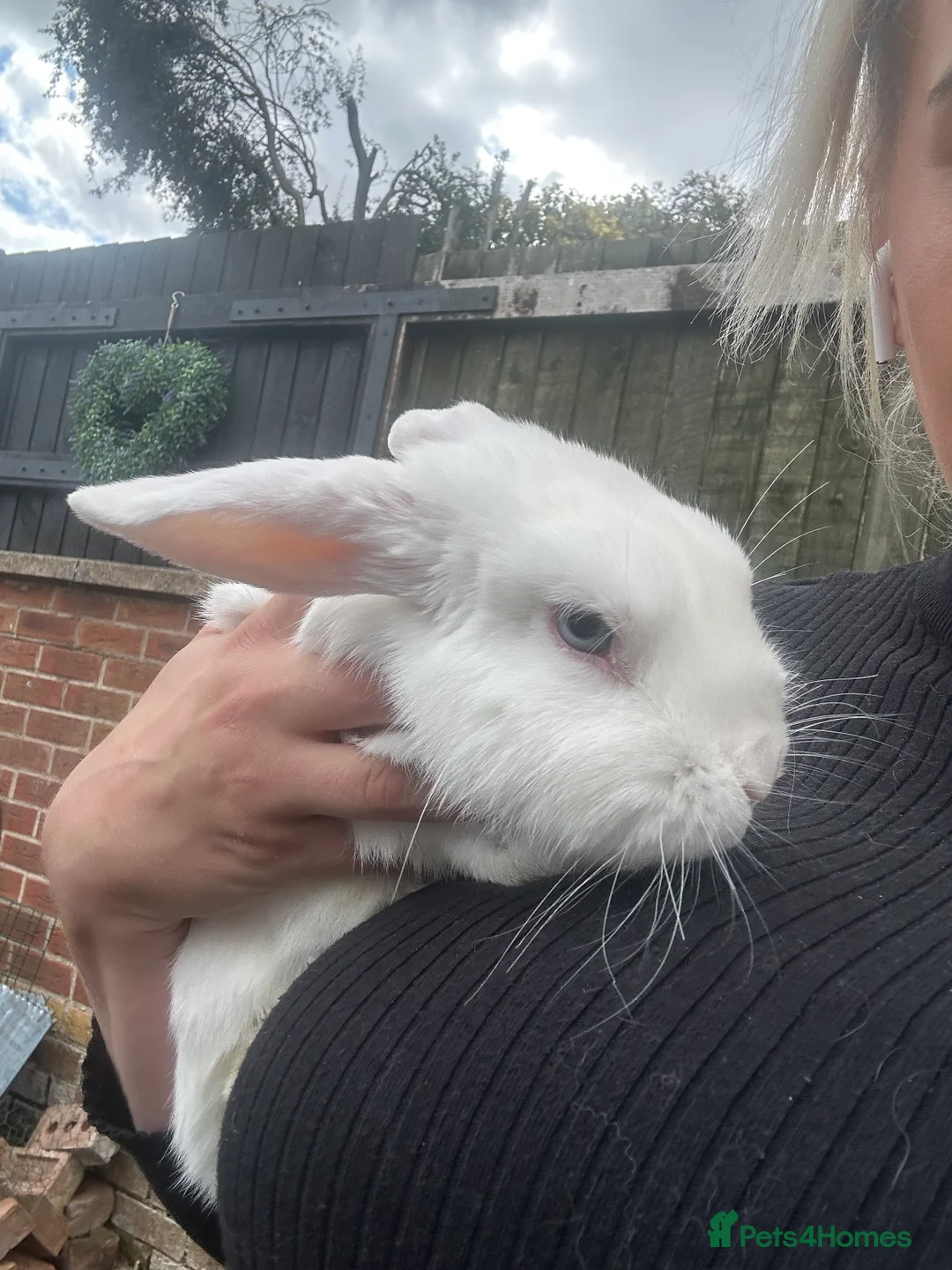 Mini Lop rabbits for sale: Mini lop rabbits - Advert 1