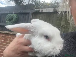 Mini Lop rabbits Mini lop rabbits - Advert 2