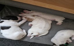 Sprocker dogs for sale: Beautiful Sprocker puppies  - Image 7