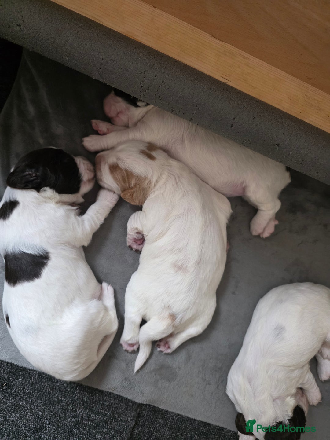 Sprocker dogs for sale: Beautiful Sprocker puppies  - Image 7