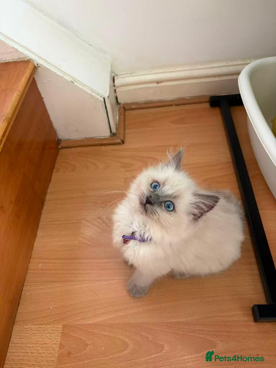 Ragdoll cats for sale: 6 perfect ragdoll kittens - Advert 11
