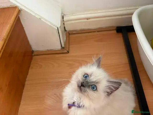 Ragdoll cats for sale: 6 perfect ragdoll kittens - Advert 11