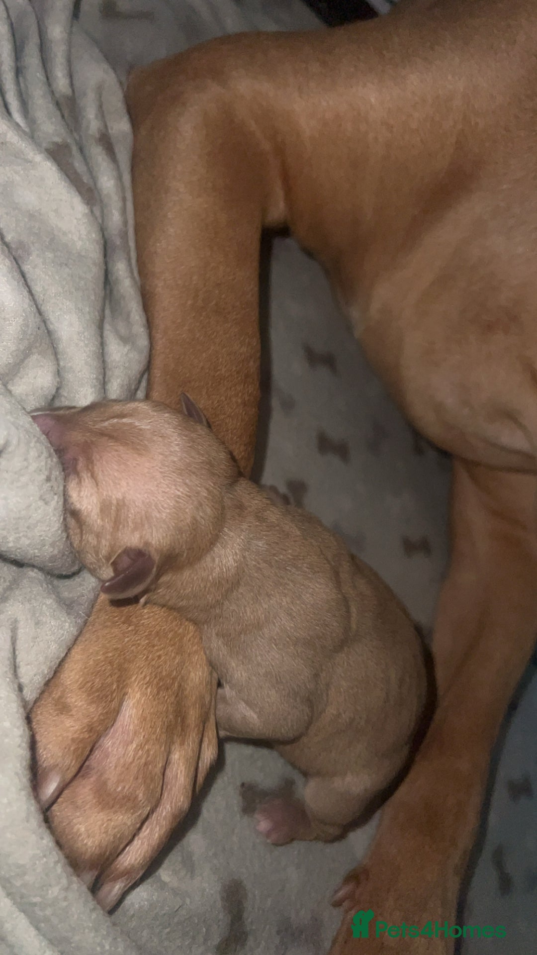 Staffordshire Bull Terrier dogs for sale: Staffie mix pups  - Advert 10