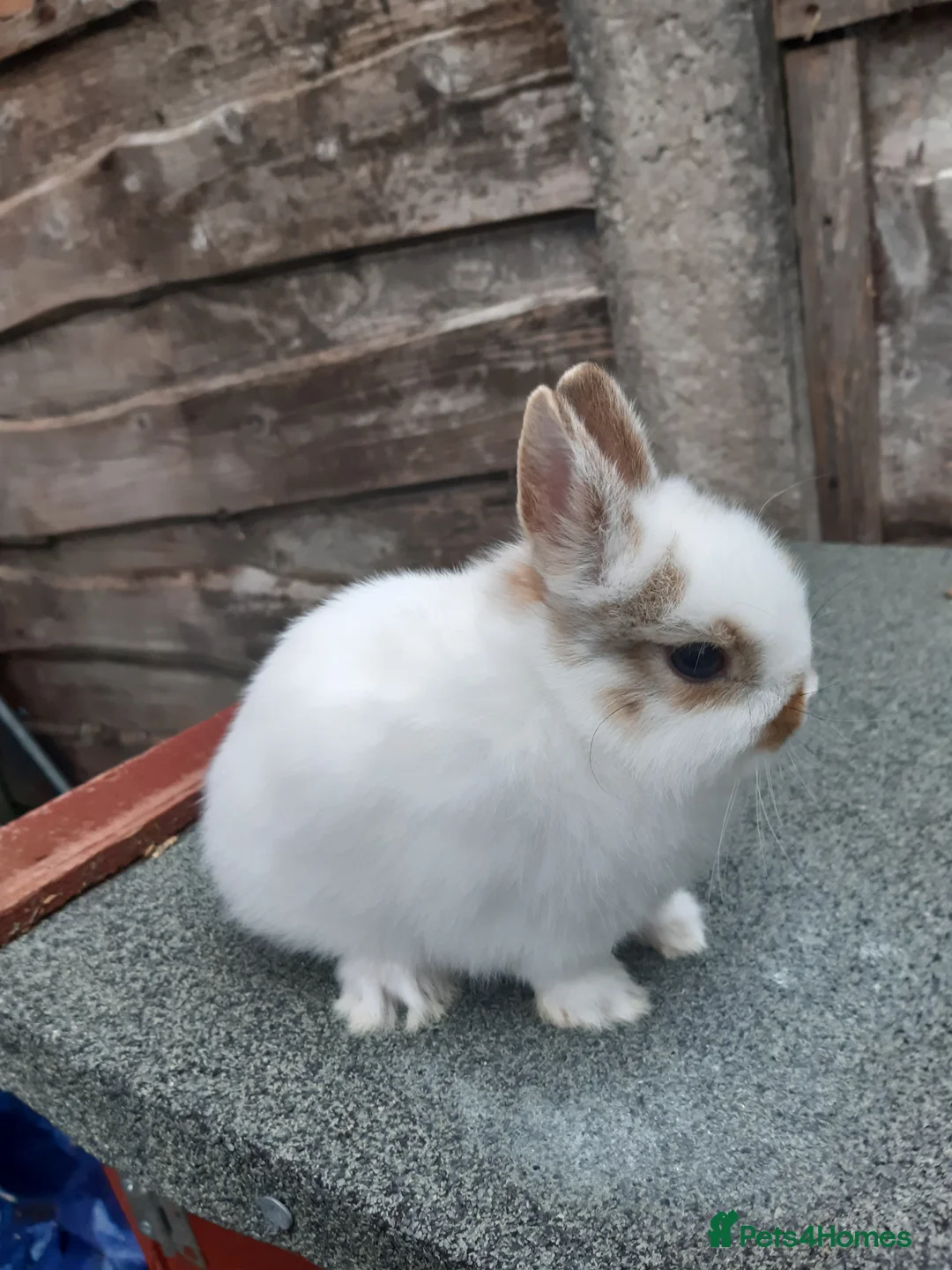 Netherland Dwarf rabbits for sale: Charlie netherland dwarf buck in Stockport - Advert 2